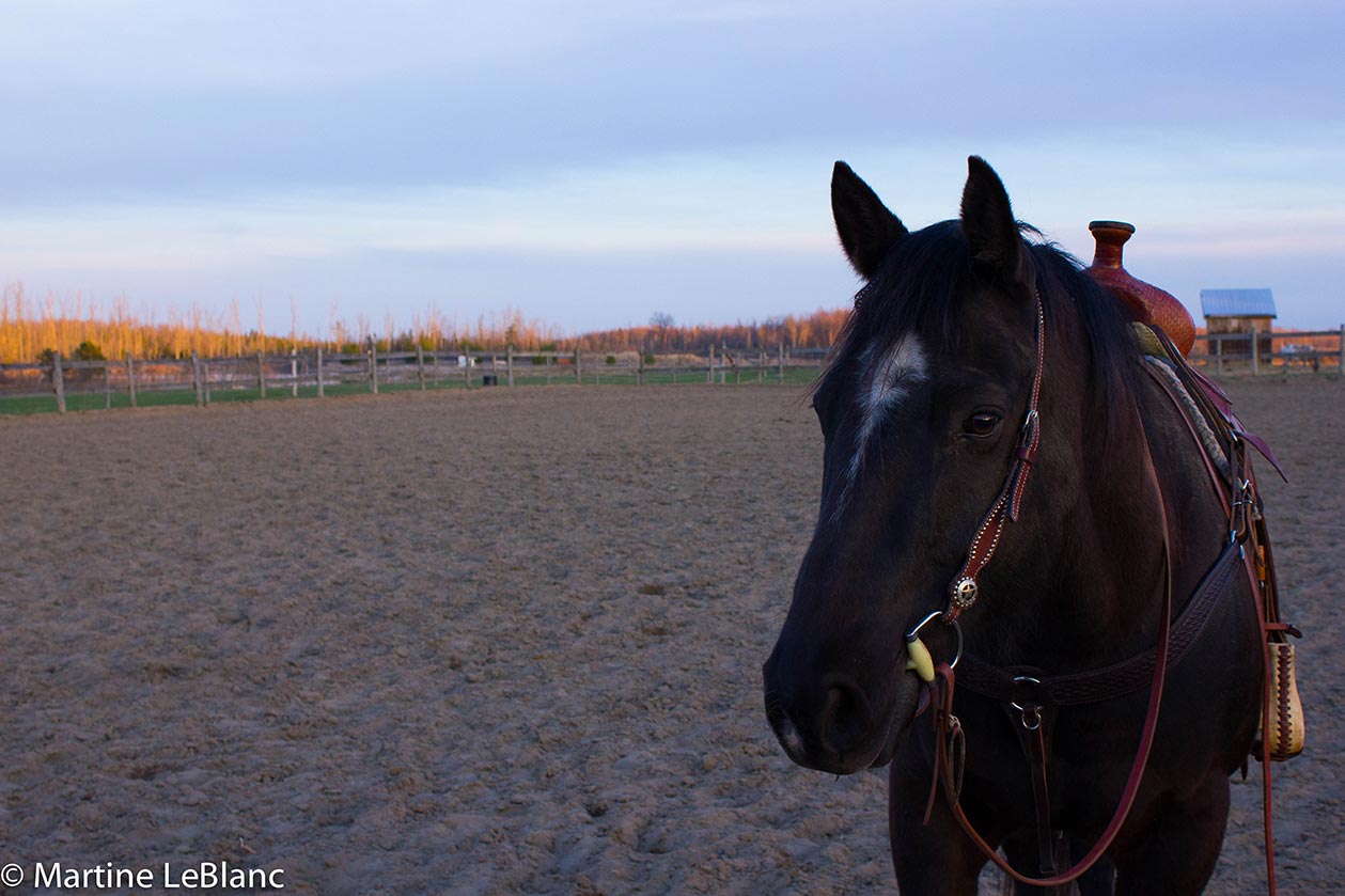 teaselwood stable-about us-history