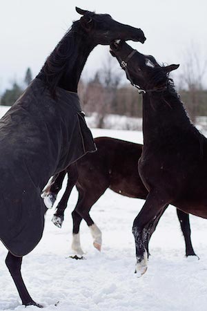 teaselwood stable-about us-facility